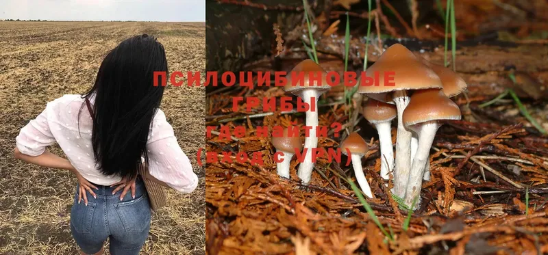 Галлюциногенные грибы Psilocybe  Белая Холуница 